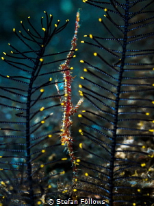 Betwixt

Ornate Ghost Pipefish - Solenostomus paradoxus... by Stefan Follows 